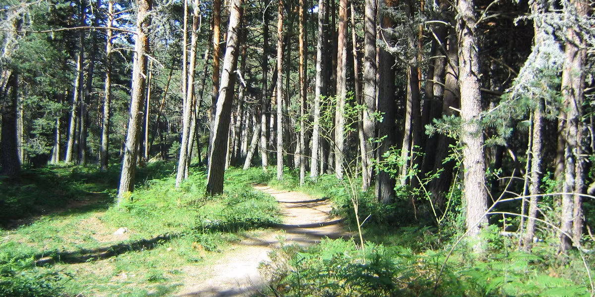 Pinar en el valle de Valsaín, Segovia España