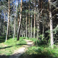 Pinar en el valle de Valsaín, Segovia España