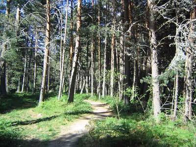 Pinar de Valsaín (Segovia)